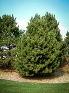 Сосна Чёрная (Pinus Nigra) купить по цене от 270.00р. в интернет-магазине «Посадика» с доставкой почтой в в Обнинске и по всей России – [изображение №1].