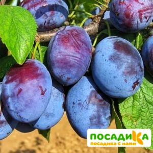 Слива Чачакская ранняя купить по цене от 229.00р. в интернет-магазине «Посадика» с доставкой почтой в в Обнинске и по всей России – [изображение №1].