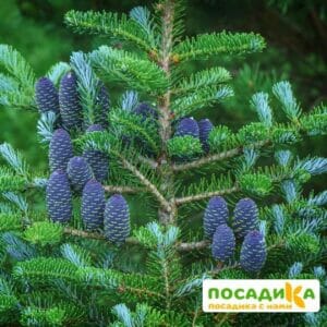 Пихта корейская (Abies koreana) купить по цене от 450.00р. в интернет-магазине «Посадика» с доставкой почтой в в Обнинске и по всей России – [изображение №1].