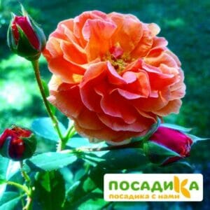 Роза Арабия купить по цене от 350.00р. в интернет-магазине «Посадика» с доставкой почтой в в Обнинске и по всей России – [изображение №1].