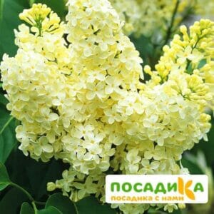 Сирень Примроуз (Primrose) купить по цене от 529.00р. в интернет-магазине «Посадика» с доставкой почтой в в Обнинске и по всей России – [изображение №1].