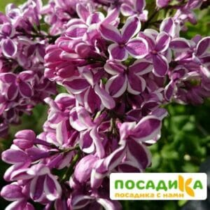 Сирень Сенсация купить по цене от 529.00р. в интернет-магазине «Посадика» с доставкой почтой в в Обнинске и по всей России – [изображение №1].