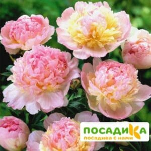 Пион Распберри Сандей (Paeonia Raspberry Sundae) купить по цене от 959р. в интернет-магазине «Посадика» с доставкой почтой в в Обнинске и по всей России – [изображение №1].