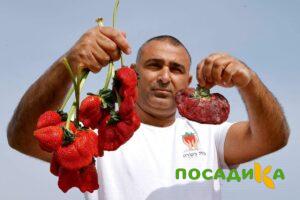 Клубника Гигант Джорнея купить по цене от 266р. в интернет-магазине «Посадика» с доставкой почтой в в Обнинске и по всей России – [изображение №1].