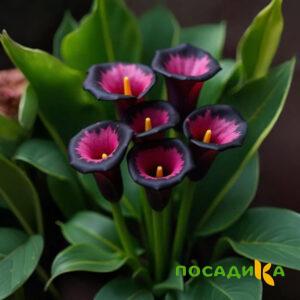 Калла Аура Лейс купить по цене от 400р. в интернет-магазине «Посадика» с доставкой почтой в в Обнинске и по всей России – [изображение №1].