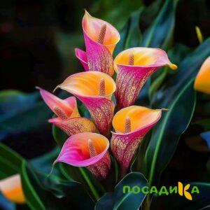 Калла Оникс купить по цене от 450р. в интернет-магазине «Посадика» с доставкой почтой в в Обнинске и по всей России – [изображение №1].