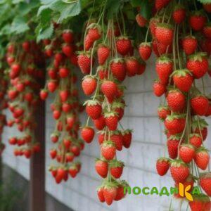Клубника вьющаяся Комплимент купить по цене от 470р. в интернет-магазине «Посадика» с доставкой почтой в в Обнинске и по всей России – [изображение №1].