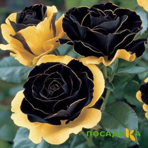 Роза Ханни Сикл купить по цене от 700р. в интернет-магазине «Посадика» с доставкой почтой в в Обнинске и по всей России – [изображение №1].