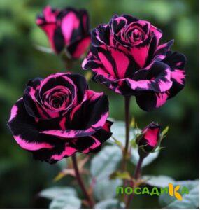 Роза Багровый Шепот купить по цене от 366р. в интернет-магазине «Посадика» с доставкой почтой в в Обнинске и по всей России – [изображение №1].