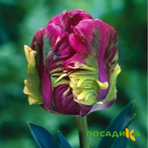 Тюльпан Экзотик Хэвен купить по цене от 186р. в интернет-магазине «Посадика» с доставкой почтой в в Обнинске и по всей России – [изображение №1].