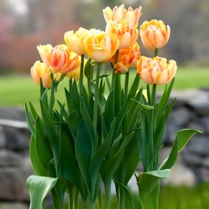 Тюльпан Верона Санрайз купить по цене от 280р. в интернет-магазине «Посадика» с доставкой почтой в в Обнинске и по всей России – [изображение №1].