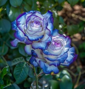 Роза Пэтолз Хоуп купить по цене от 333р. в интернет-магазине «Посадика» с доставкой почтой в в Обнинске и по всей России – [изображение №1].