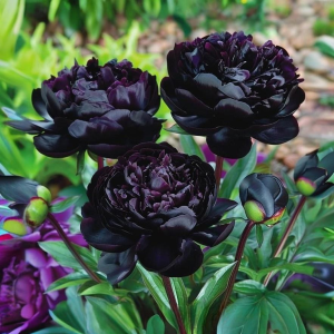 Пион Королевский Бархат купить по цене от 419р. в интернет-магазине «Посадика» с доставкой почтой в в Обнинске и по всей России – [изображение №1].