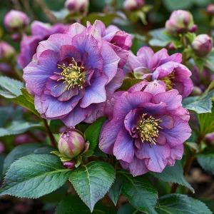 Морозник Айс Принцесс Чарм купить по цене от 650р. в интернет-магазине «Посадика» с доставкой почтой в в Обнинске и по всей России – [изображение №1].