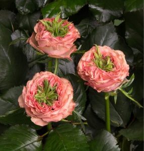 Роза Амбер Инчант купить по цене от 495р. в интернет-магазине «Посадика» с доставкой почтой в в Обнинске и по всей России – [изображение №1].