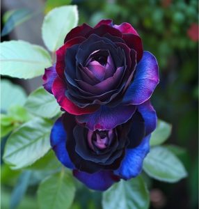 Роза Скарлет Рэвери купить по цене от 489р. в интернет-магазине «Посадика» с доставкой почтой в в Обнинске и по всей России – [изображение №1].