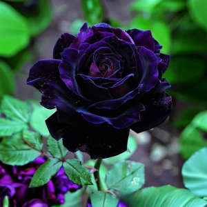 Роза Блэк Пантер купить по цене от 319р. в интернет-магазине «Посадика» с доставкой почтой в в Обнинске и по всей России – [изображение №1].