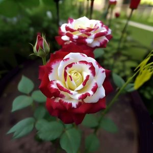 Роза Роял Глом купить по цене от 401р. в интернет-магазине «Посадика» с доставкой почтой в в Обнинске и по всей России – [изображение №1].