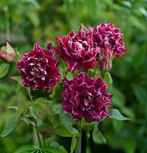 Роза Опаловый Пейзаж купить по цене от 490р. в интернет-магазине «Посадика» с доставкой почтой в в Обнинске и по всей России – [изображение №1].