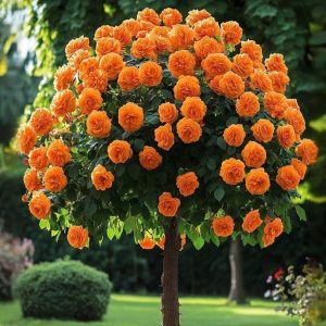 Роза Солнечный Шарм купить по цене от 349р. в интернет-магазине «Посадика» с доставкой почтой в в Обнинске и по всей России – [изображение №1].