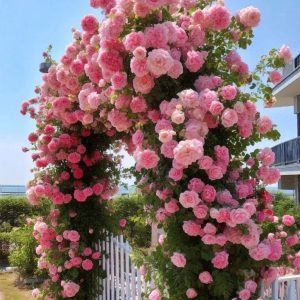 Роза Пастель Розе купить по цене от 605р. в интернет-магазине «Посадика» с доставкой почтой в в Обнинске и по всей России – [изображение №1].