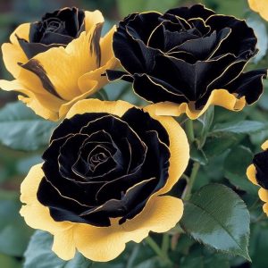 Роза Ханни Сикл купить по цене от 700р. в интернет-магазине «Посадика» с доставкой почтой в в Обнинске и по всей России – [изображение №1].