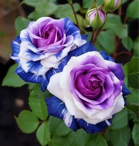 Роза Айвори Каскад купить по цене от 420р. в интернет-магазине «Посадика» с доставкой почтой в в Обнинске и по всей России – [изображение №1].