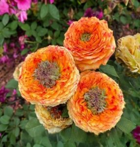 Роза Золотой Мираж купить по цене от 420р. в интернет-магазине «Посадика» с доставкой почтой в в Обнинске и по всей России – [изображение №1].