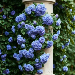 Роза плетистая Блю Перпл купить по цене от 540р. в интернет-магазине «Посадика» с доставкой почтой в в Обнинске и по всей России – [изображение №1].